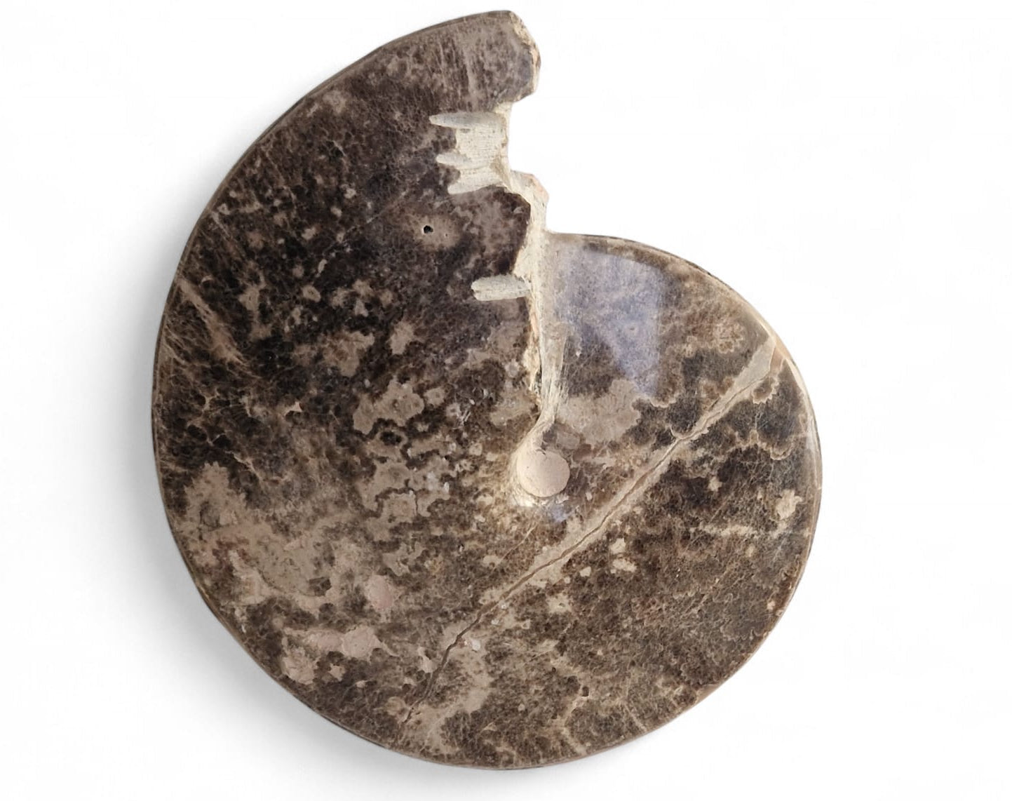 Ammonite Fossil 20cm–Choffaticeras sp. | Turonian Morocco
