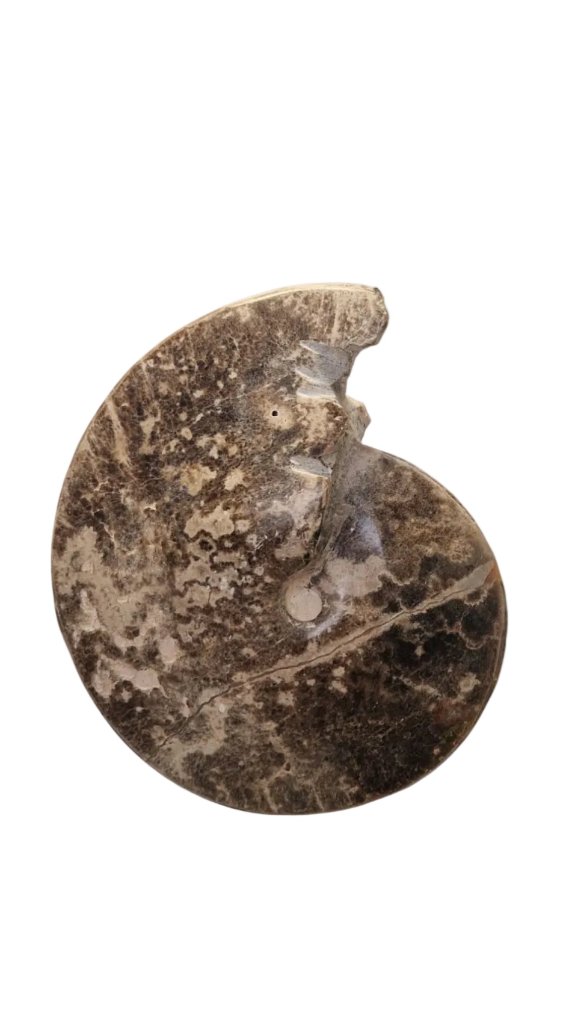 Ammonite Fossil 20cm– Choffaticeras sp.  | Turonian Morocco 2