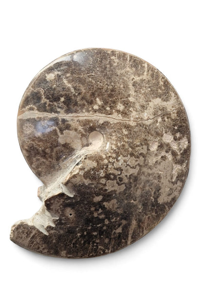 Ammonite Fossil 20cm–Choffaticeras sp.  | Turonian Morocco 4