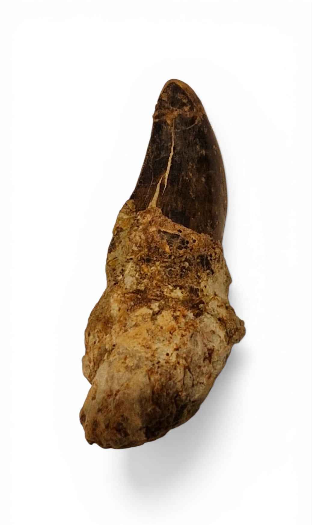 Abelisaurid Tooth – Cretaceous Dinosaur | Rare location - Atlas Mountains