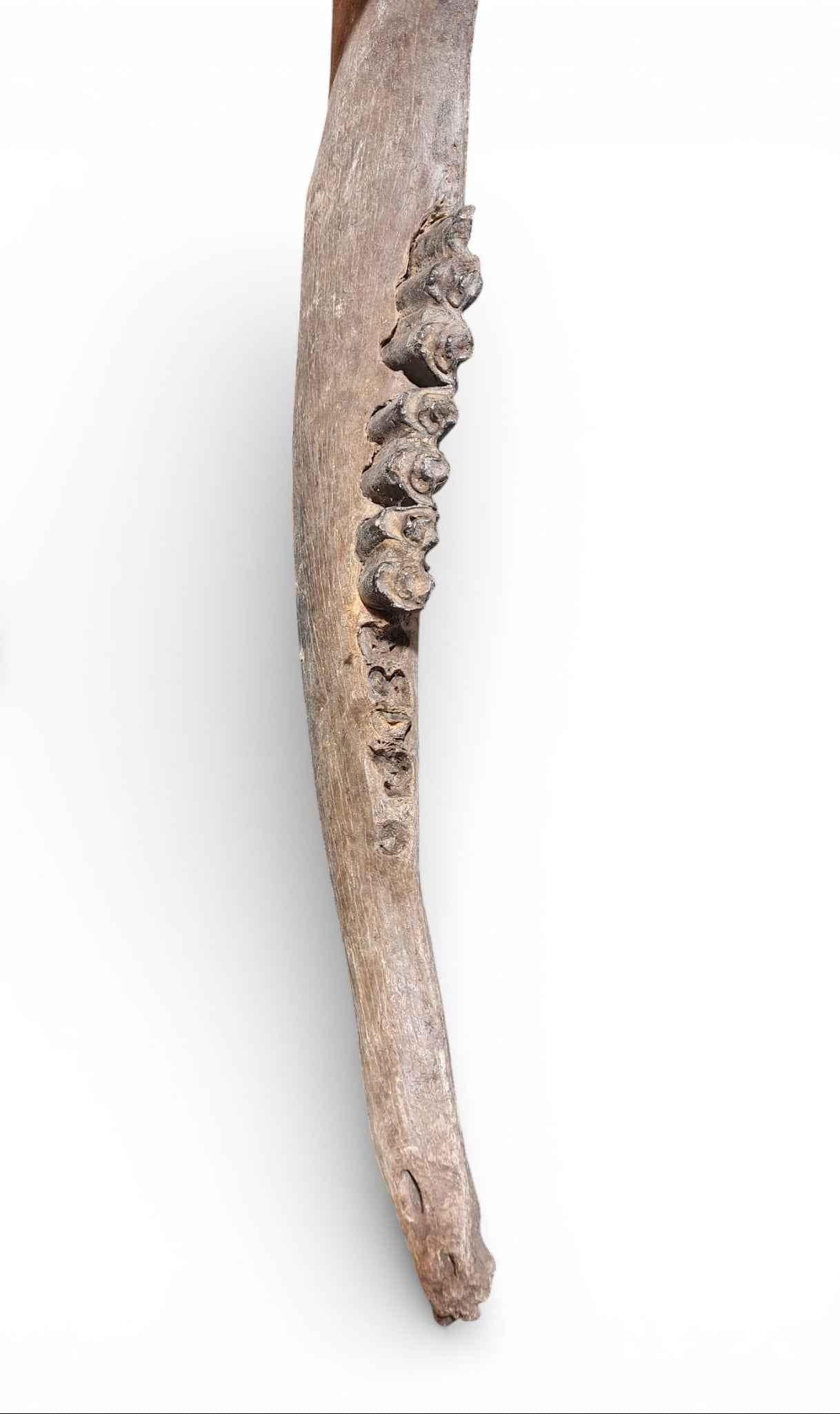 Bison priscus – Steppe Bison Lower Jaw from the Pleistocene