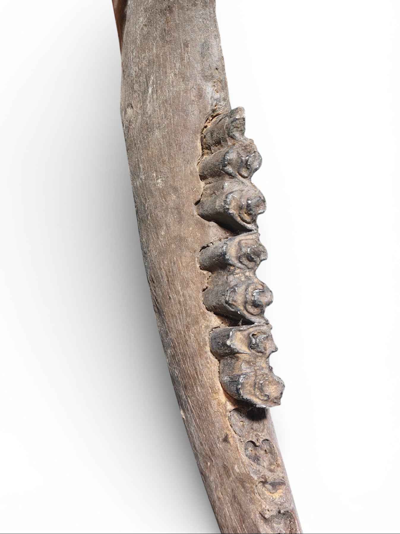 Bison priscus – Steppe Bison Lower Jaw from the Pleistocene