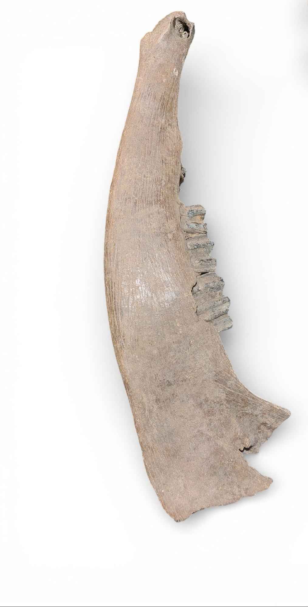 Bison priscus – Steppe Bison Lower Jaw from the Pleistocene
