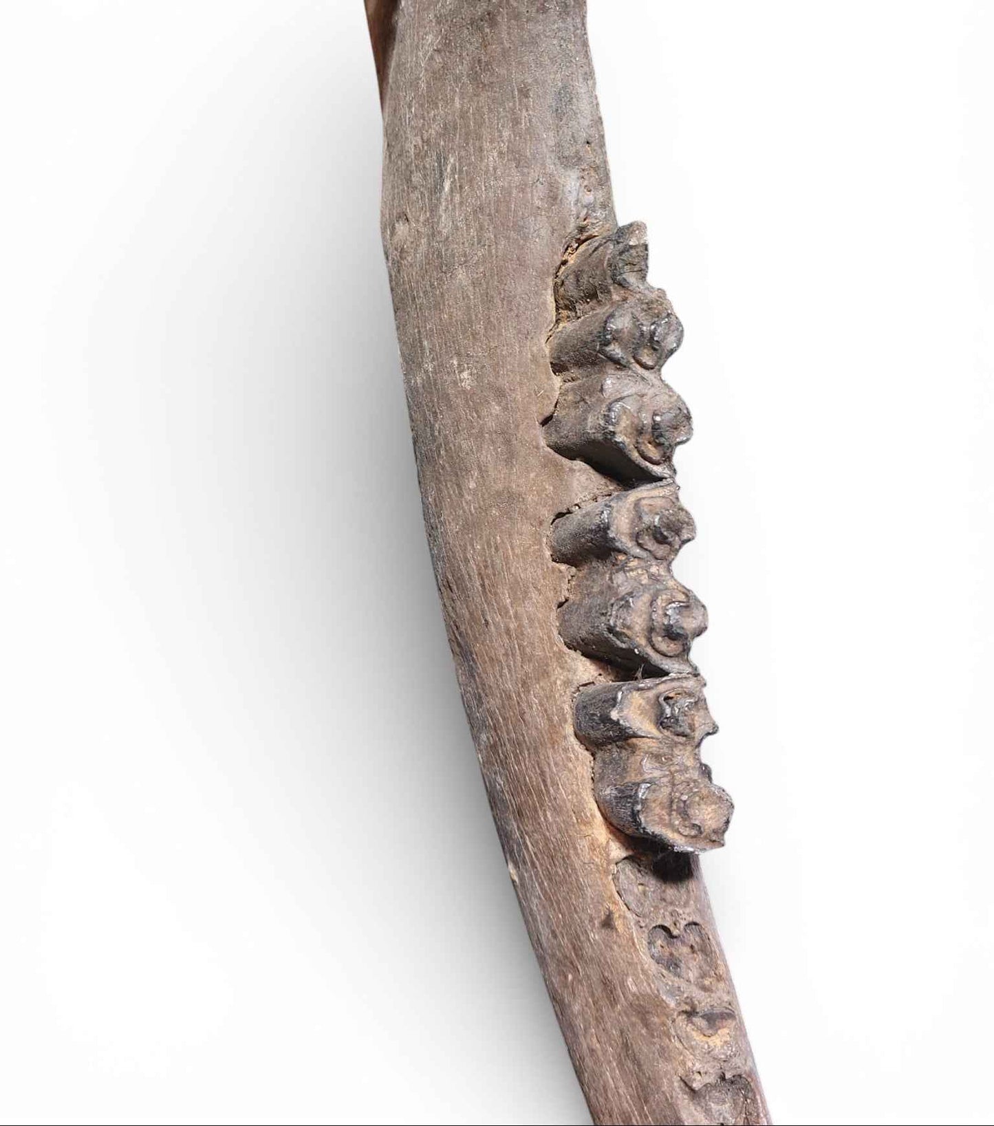 Bison priscus – Steppe Bison Lower Jaw from the Pleistocene