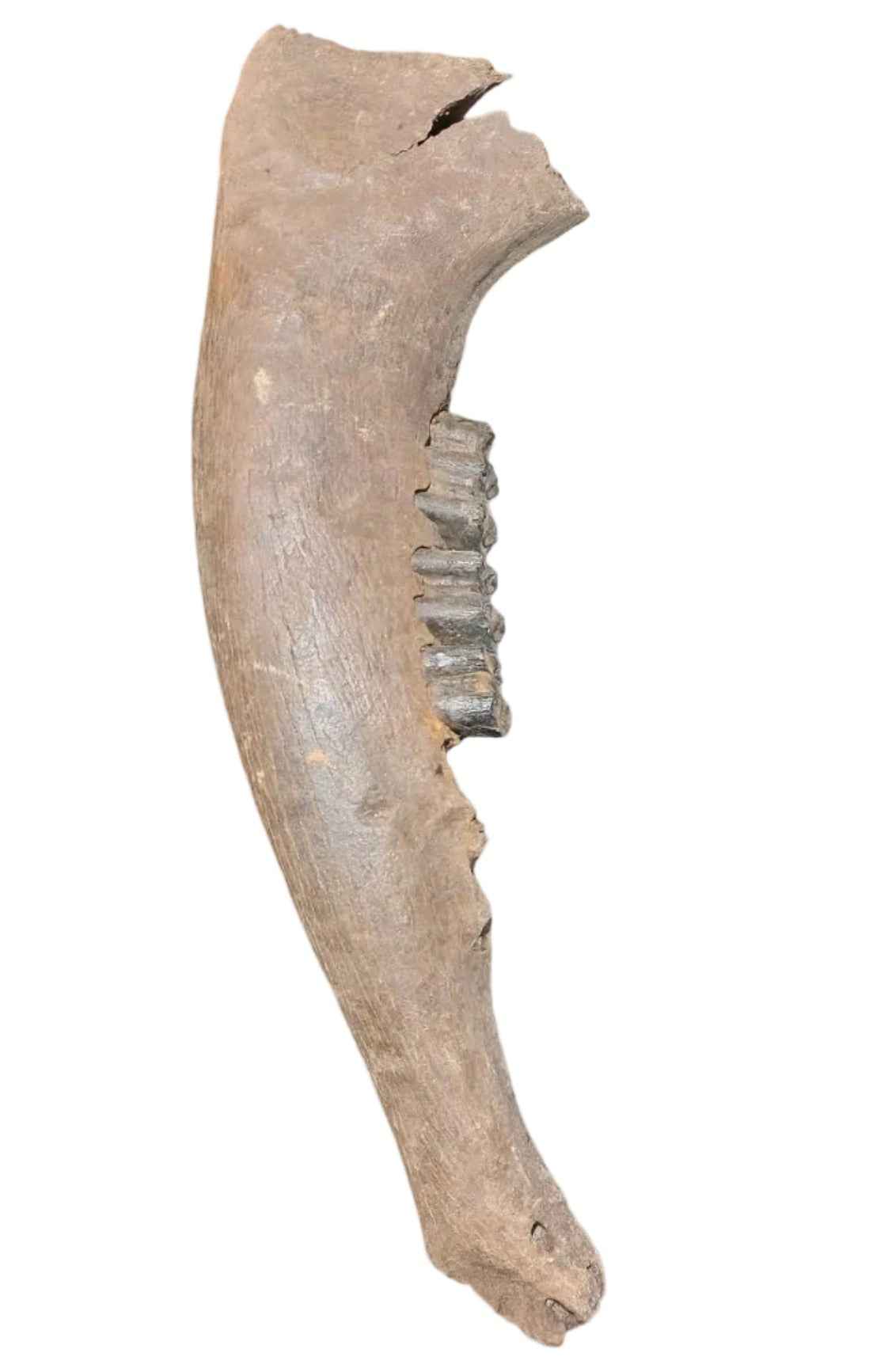 Bison priscus – Steppe Bison Lower Jaw from the Pleistocene