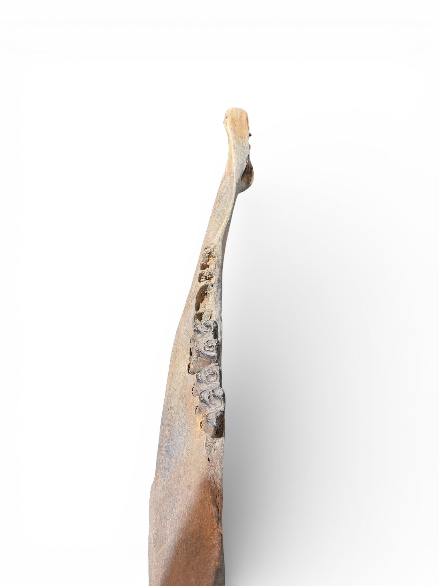 Bison priscus – Steppe Bison Lower Jaw from the Pleistocene 51cm 1