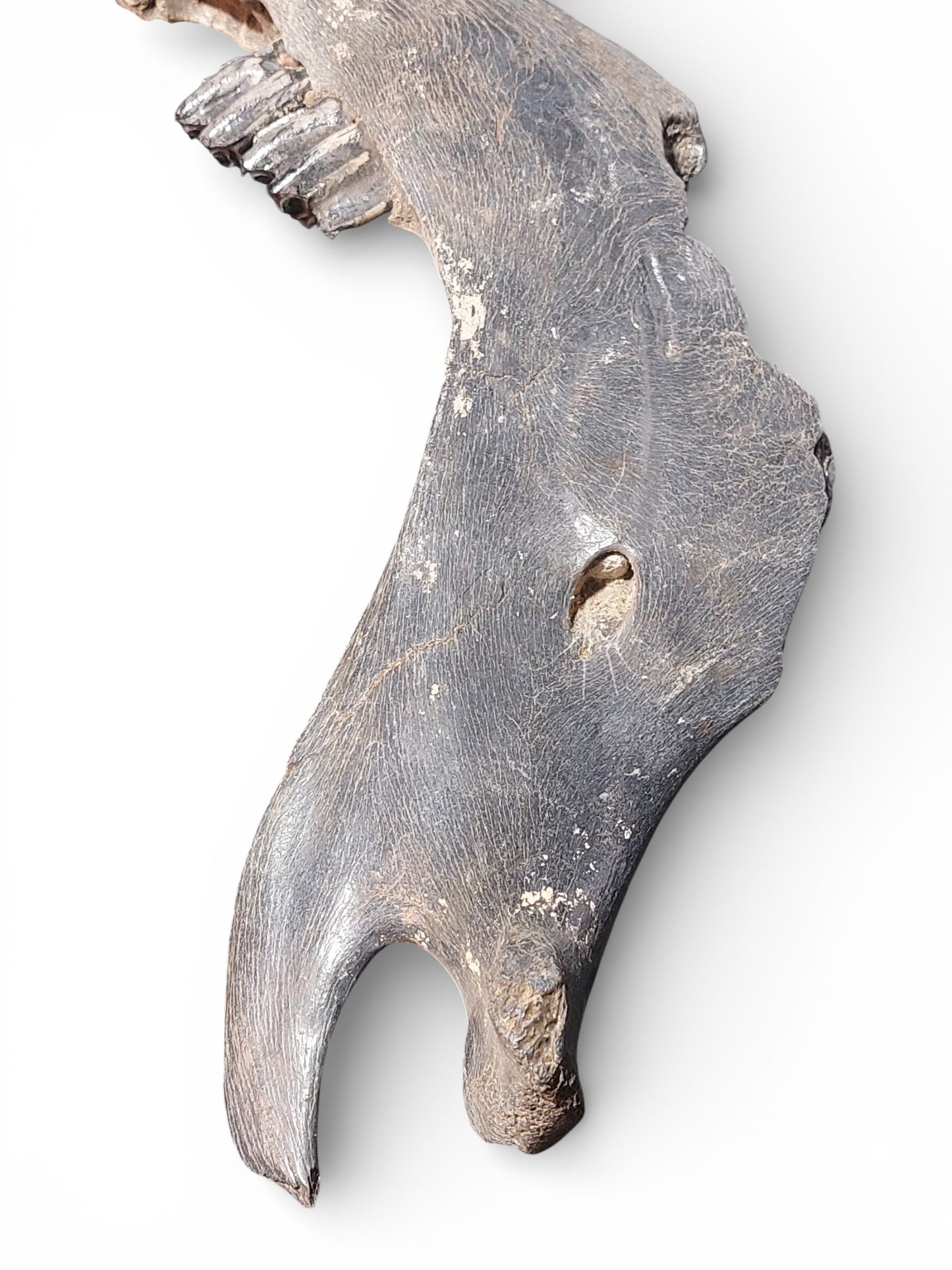Bison priscus – Steppe Bison Lower Jaw from the Pleistocene 51cm 11