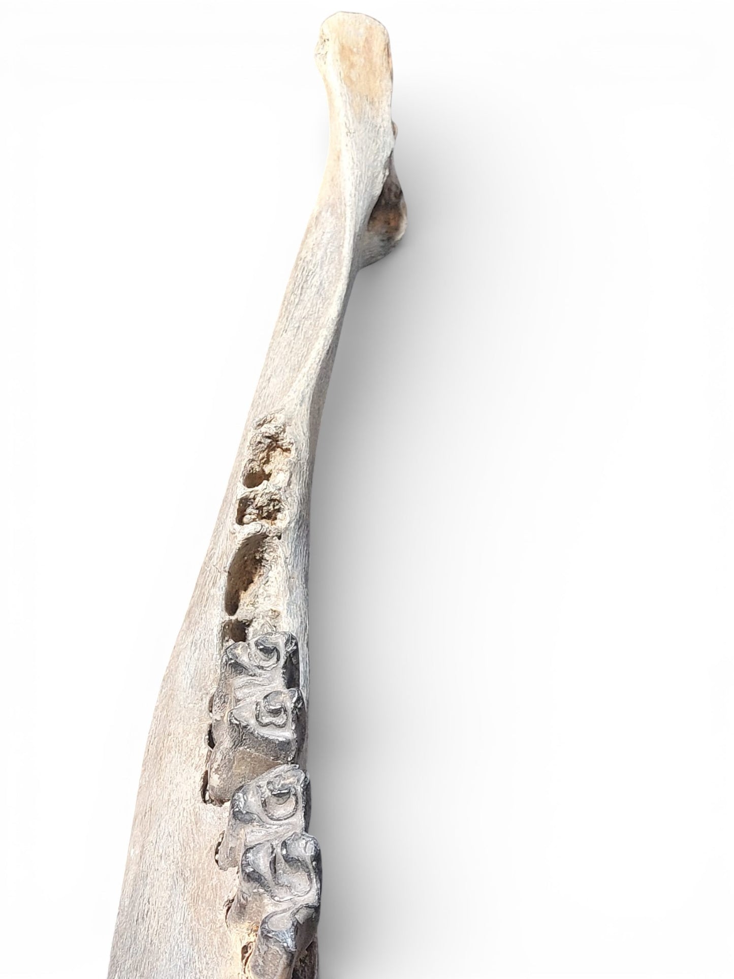 Bison priscus – Steppe Bison Lower Jaw from the Pleistocene 51cm 2
