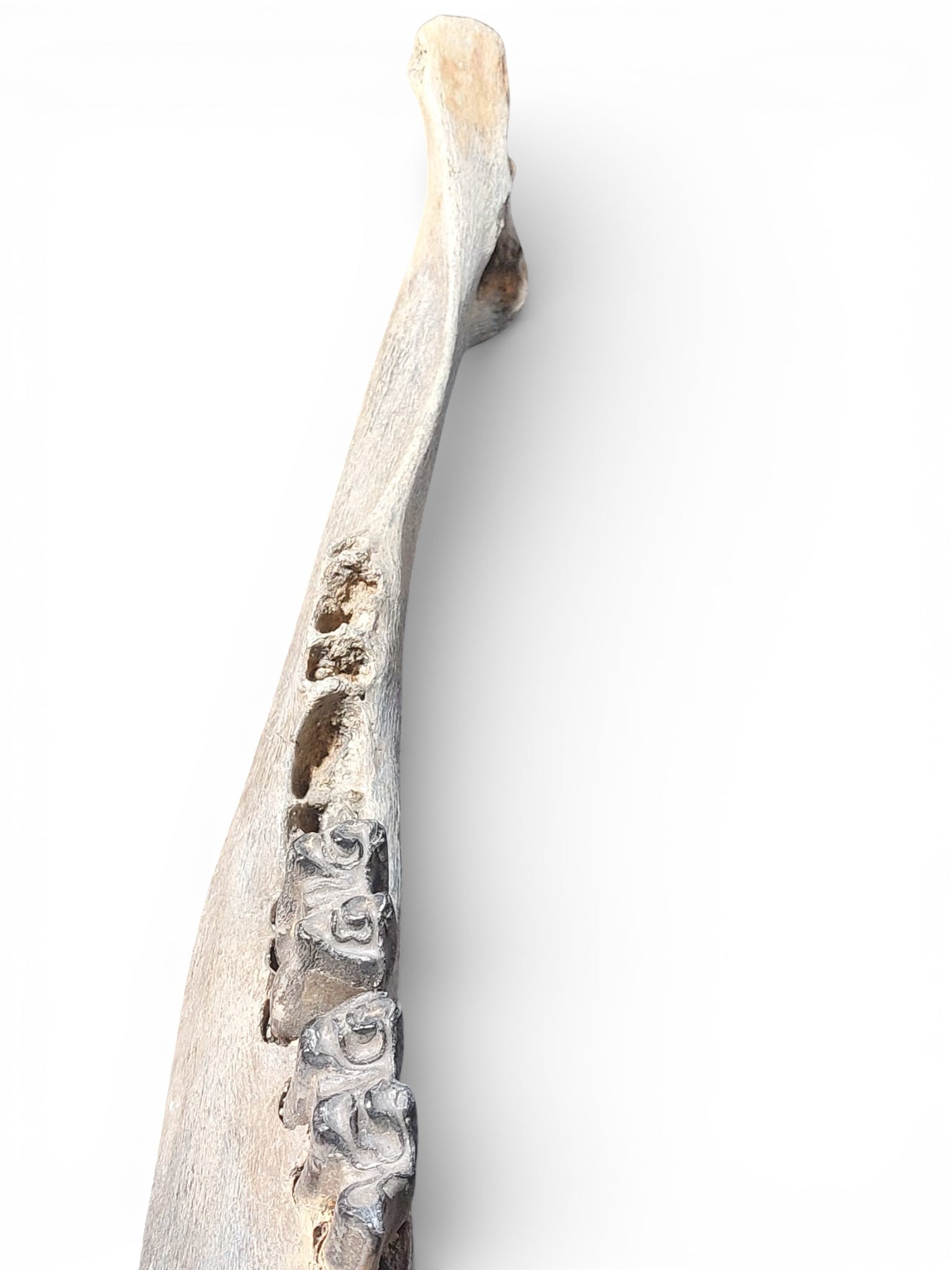 Bison priscus – Steppe Bison Lower Jaw from the Pleistocene 51cm 2