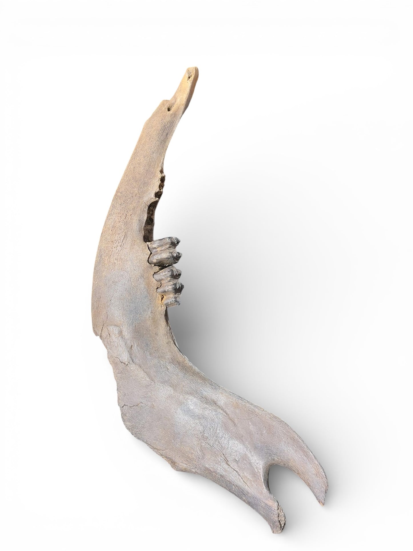 Bison priscus – Steppe Bison Lower Jaw from the Pleistocene 51cm 4