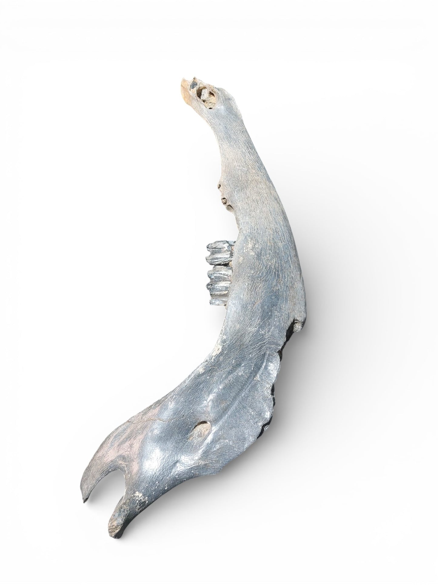 Bison priscus – Steppe Bison Lower Jaw from the Pleistocene 51cm 6