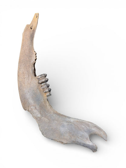 Bison priscus – Steppe Bison Lower Jaw from the Pleistocene 51cm 7