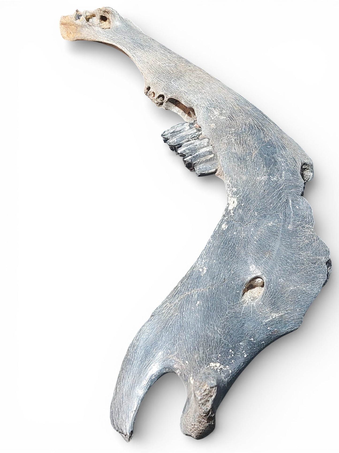 Bison priscus – Steppe Bison Lower Jaw from the Pleistocene 51cm 8