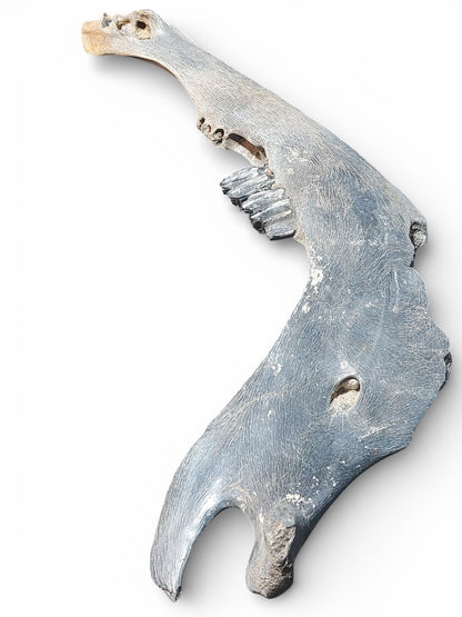 Bison priscus – Steppe Bison Lower Jaw from the Pleistocene 51cm 8