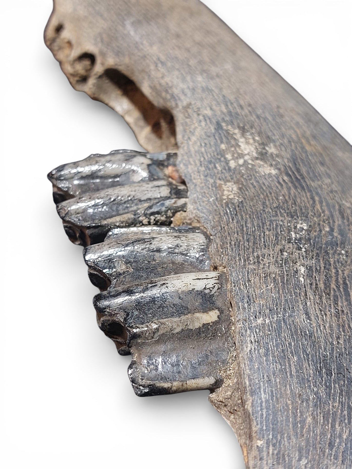 Bison priscus – Steppe Bison Lower Jaw from the Pleistocene 51cm 9