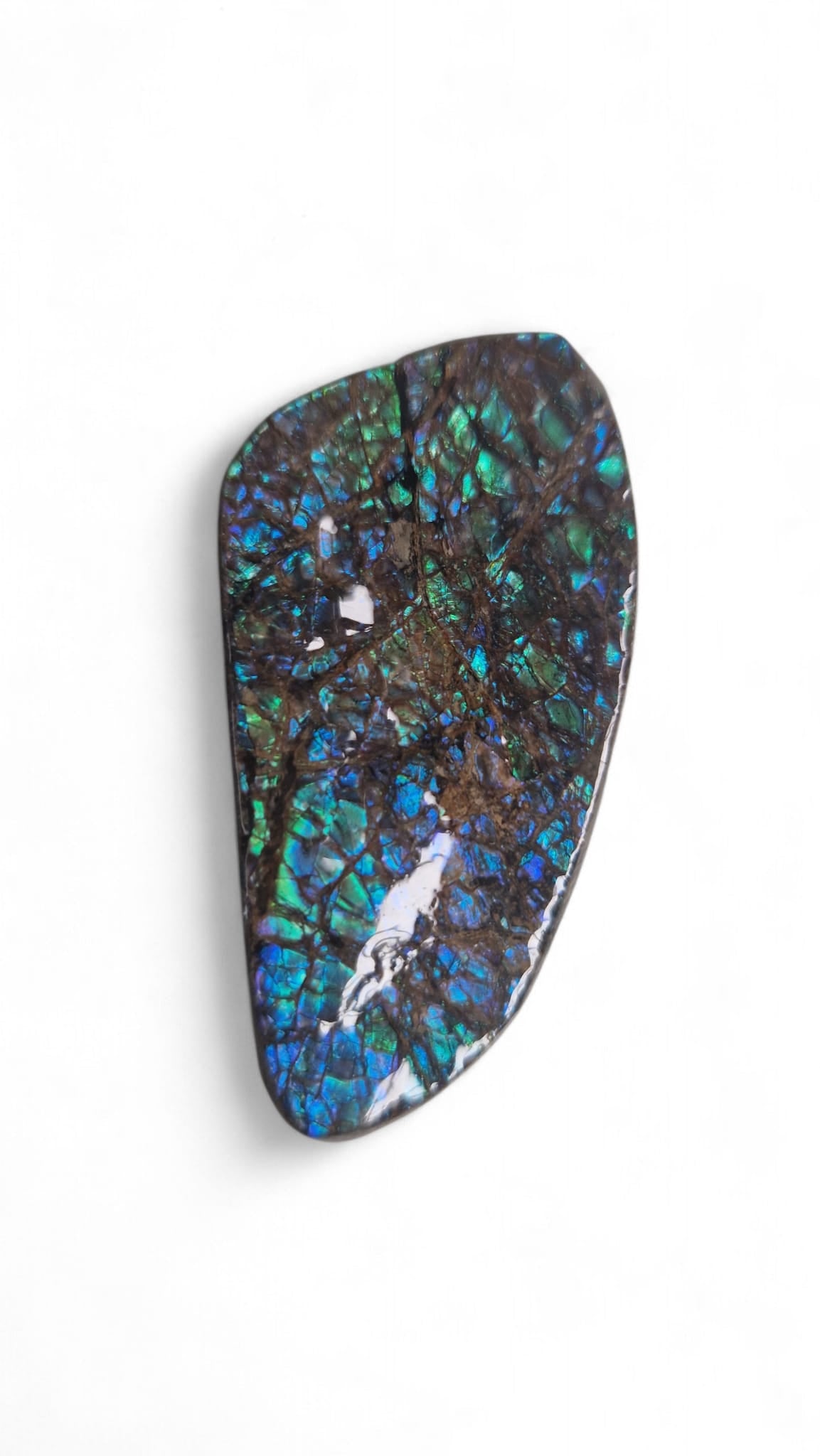 Blue ammolite fossil gemstone Canada