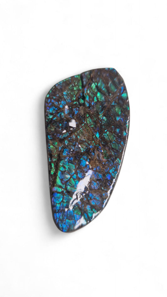 Blue ammolite fossil gemstone Canada
