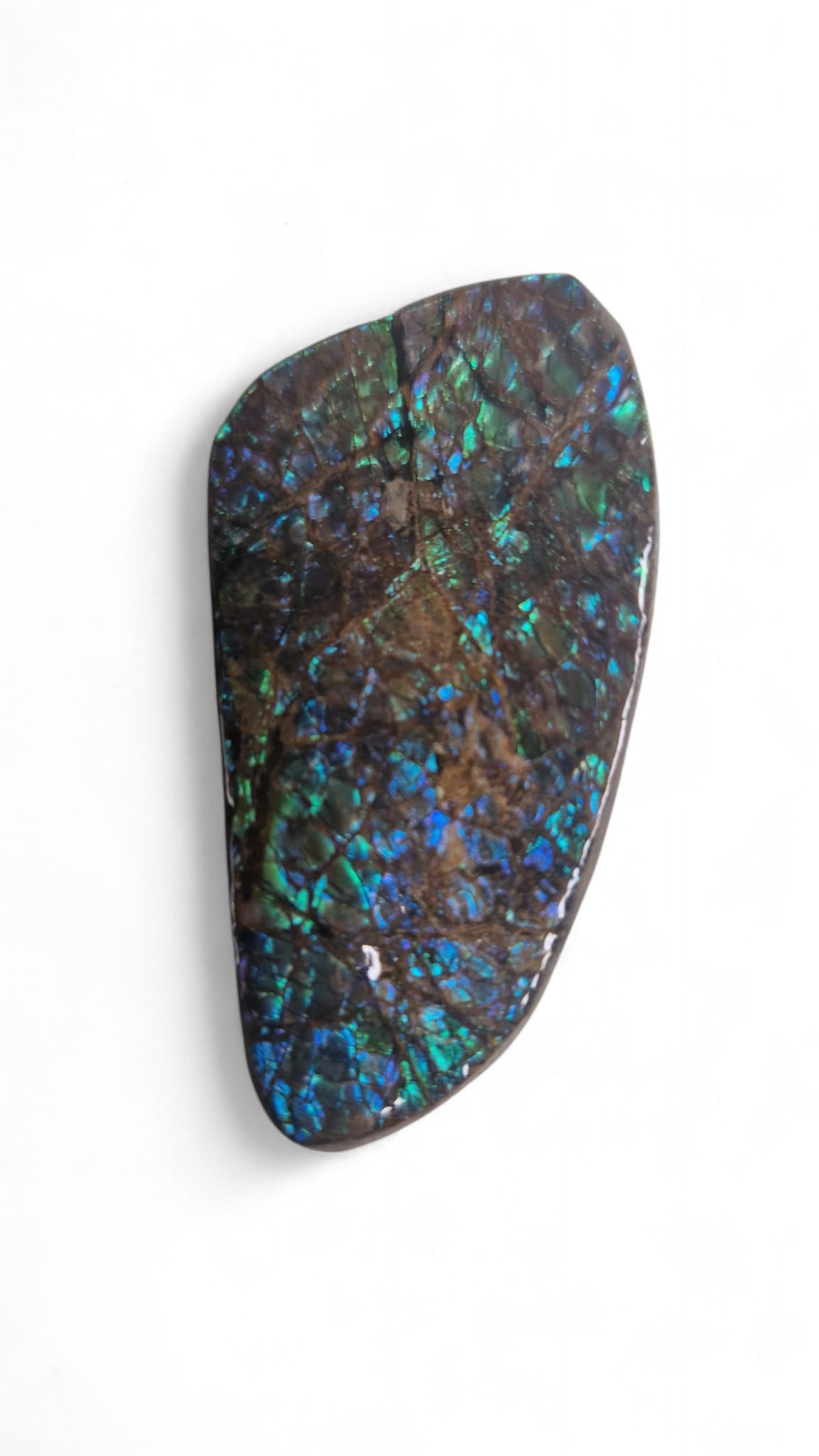 Blue ammolite fossil gemstone Canada 2