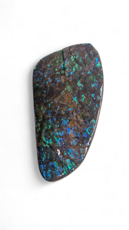Blue ammolite fossil gemstone Canada 2