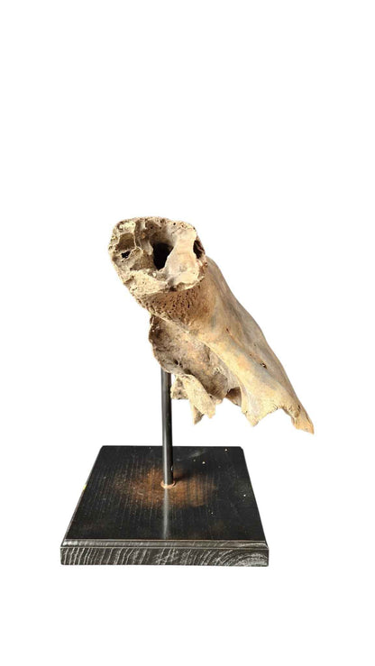 Bos primigenius  – Auroch Skull 58cm on Stand | Ice Age Poland