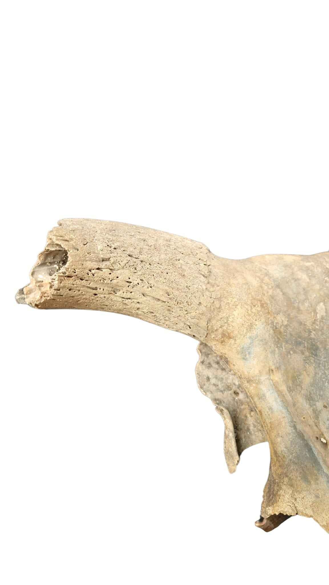 Bos primigenius  – Auroch Skull 58cm on Stand | Ice Age Poland