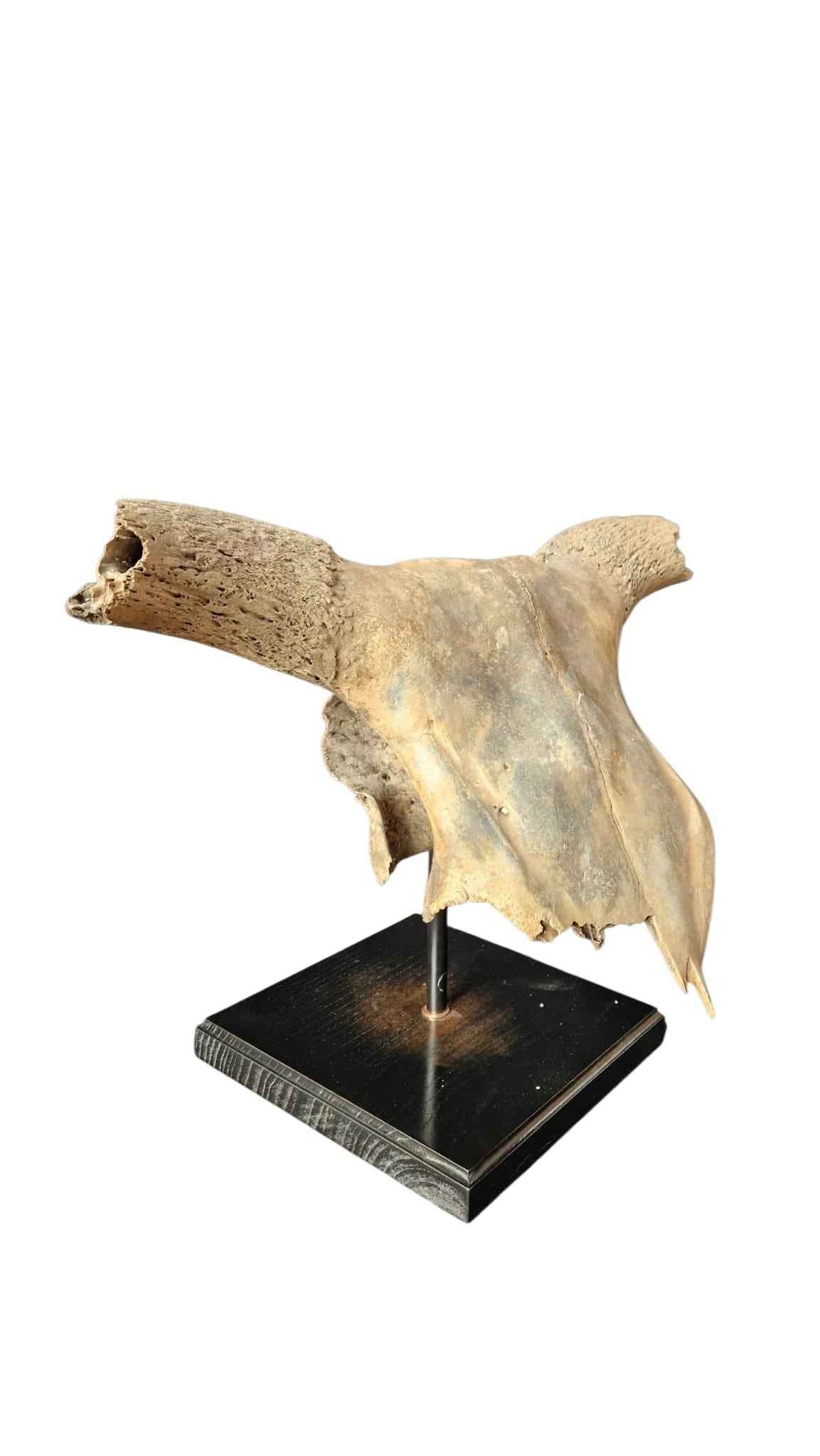 Bos primigenius  – Auroch Skull 58cm on Stand | Ice Age Poland