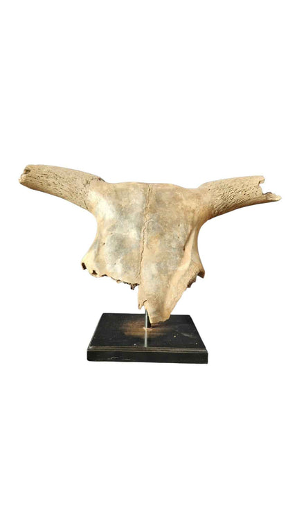 Bos primigenius  – Auroch Skull 58cm on Stand | Ice Age Poland