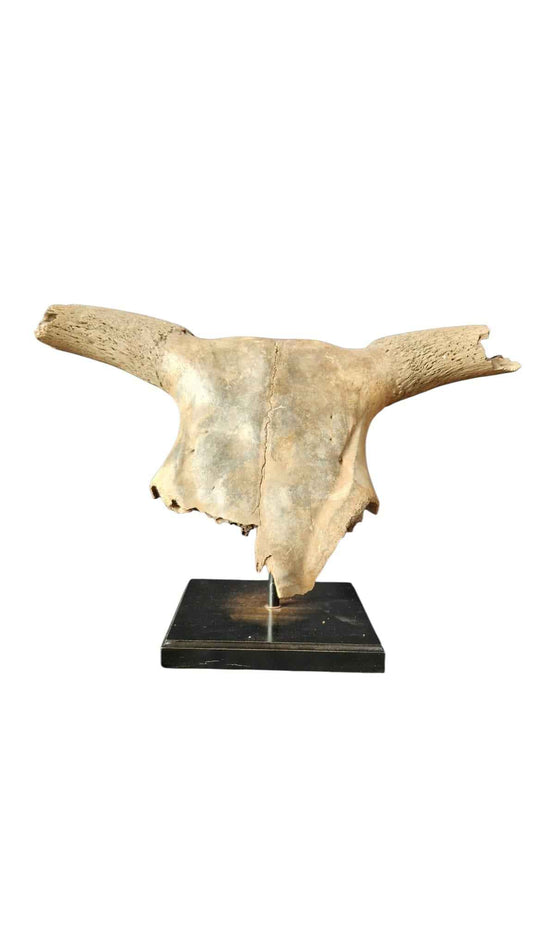 Bos primigenius  – Auroch Skull 58cm on Stand | Ice Age Poland
