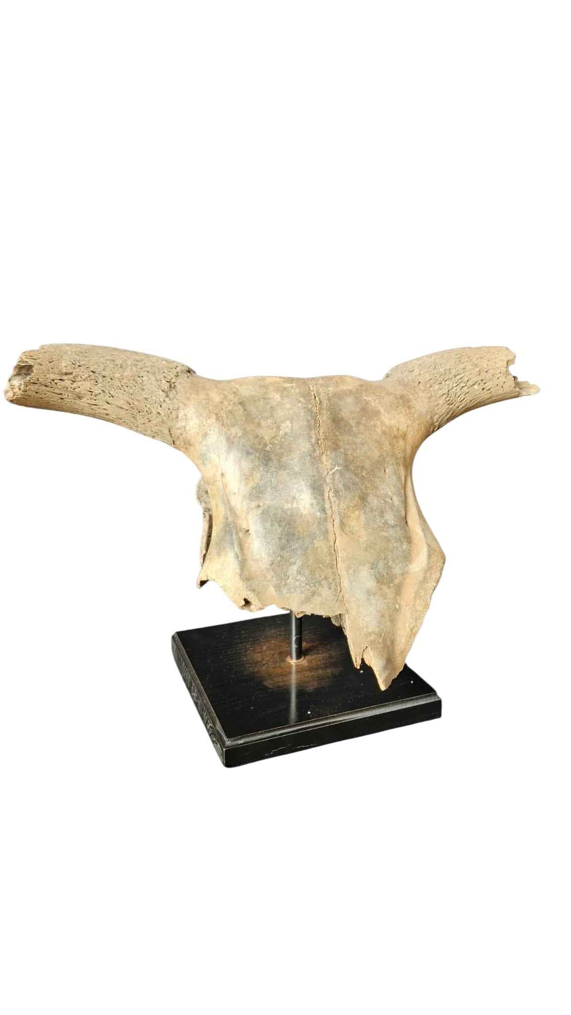 Bos primigenius  – Auroch Skull 58cm on Stand | Ice Age Poland