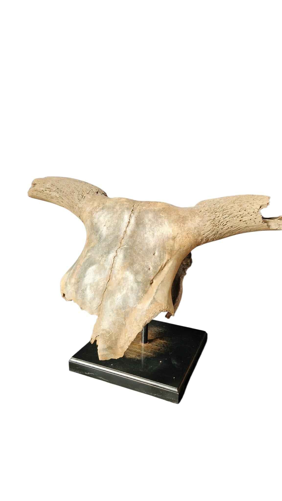 Bos primigenius  – Auroch Skull 58cm on Stand | Ice Age Poland