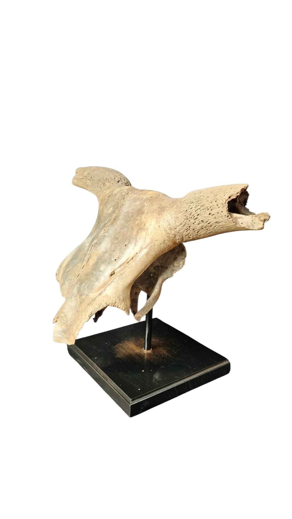 Bos primigenius  – Auroch Skull 58cm on Stand | Ice Age Poland