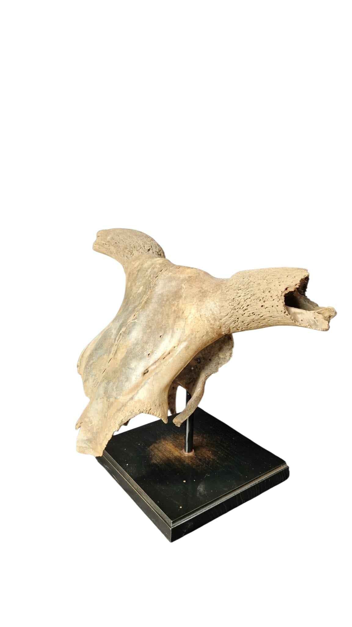 Bos primigenius  – Auroch Skull 58cm on Stand | Ice Age Poland
