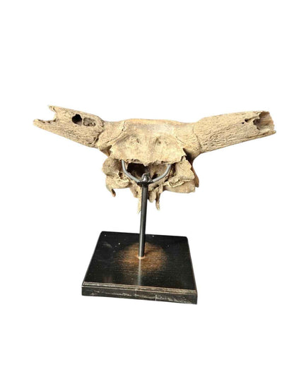 Bos primigenius  – Auroch Skull 58cm on Stand | Ice Age Poland