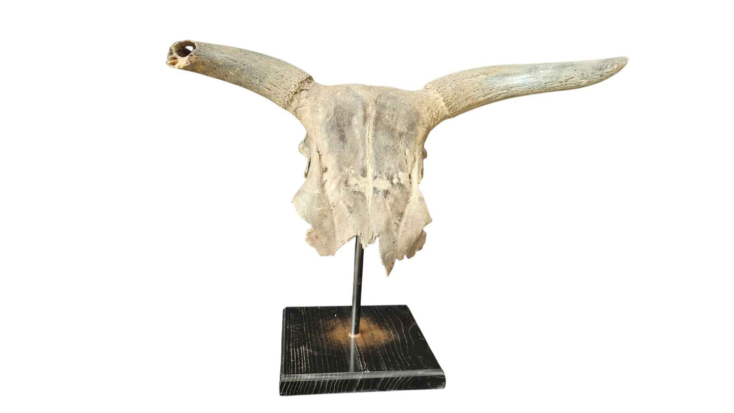 Bos primigenius  – Auroch Skull 61cm on Stand | Ice Age Poland
