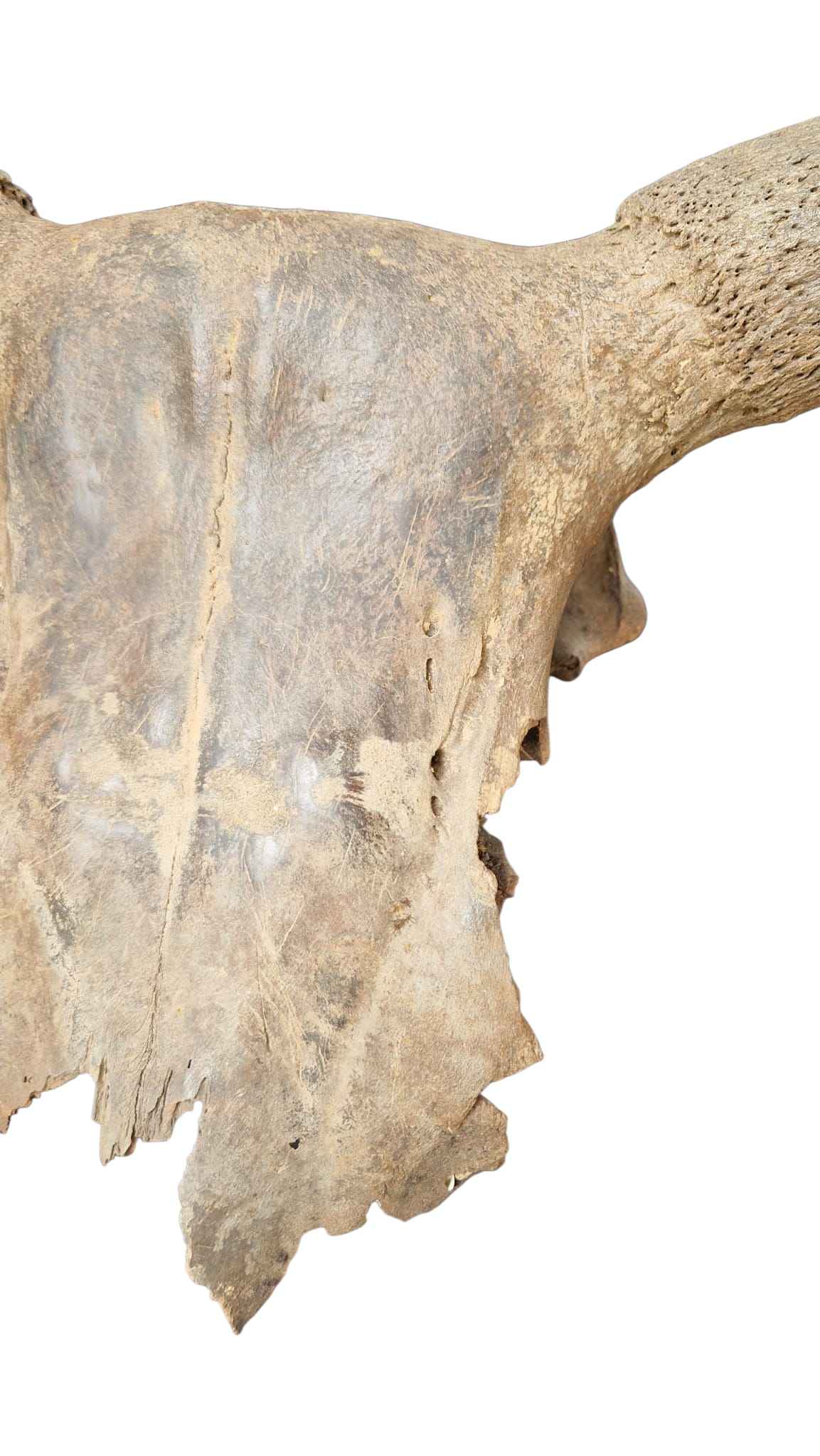 Bos primigenius  – Auroch Skull 61cm on Stand | Ice Age Poland