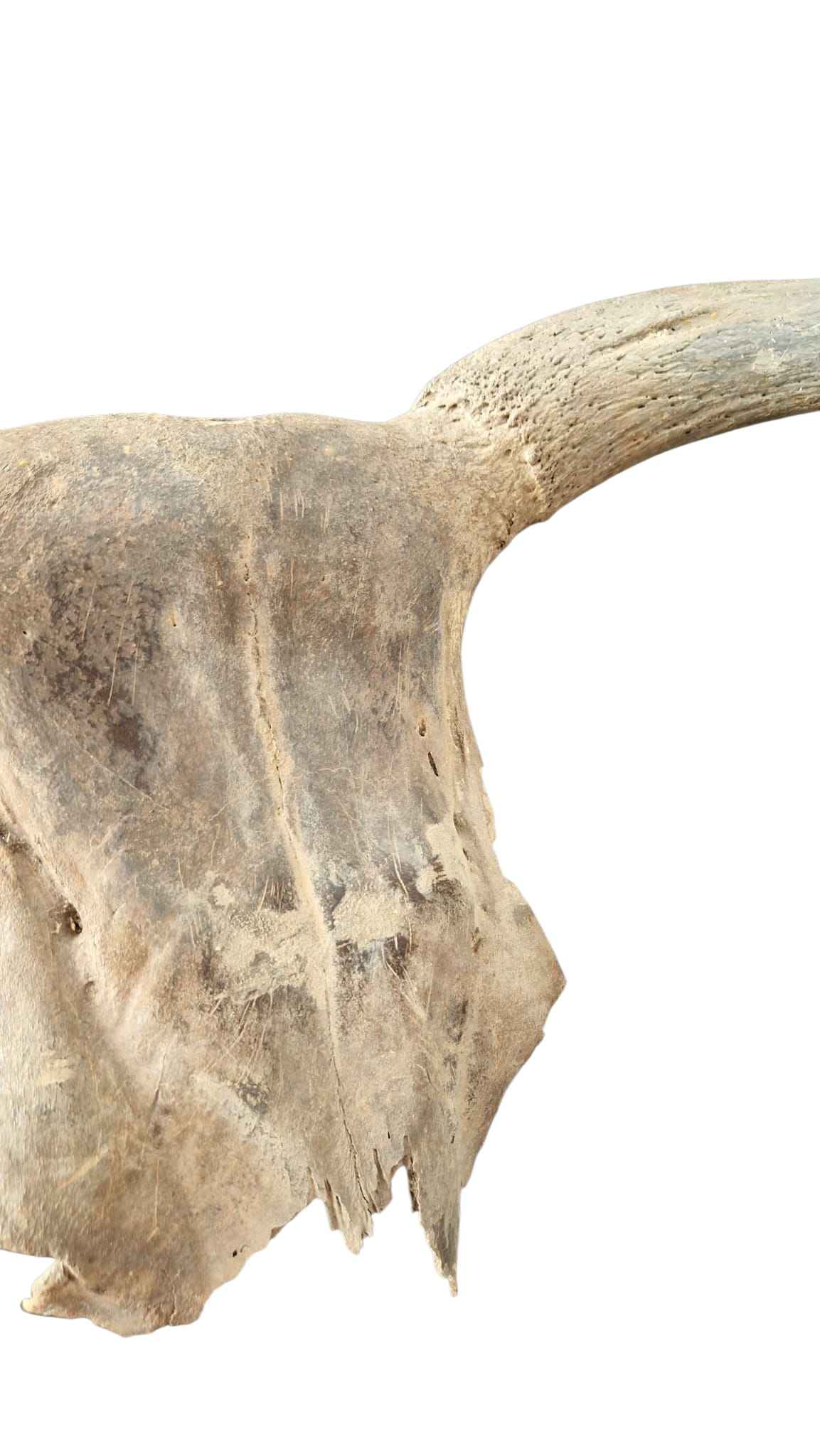Bos primigenius  – Auroch Skull 61cm on Stand | Ice Age Poland