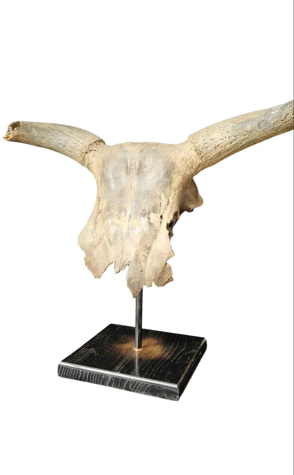 Bos primigenius  – Auroch Skull 61cm on Stand | Ice Age Poland