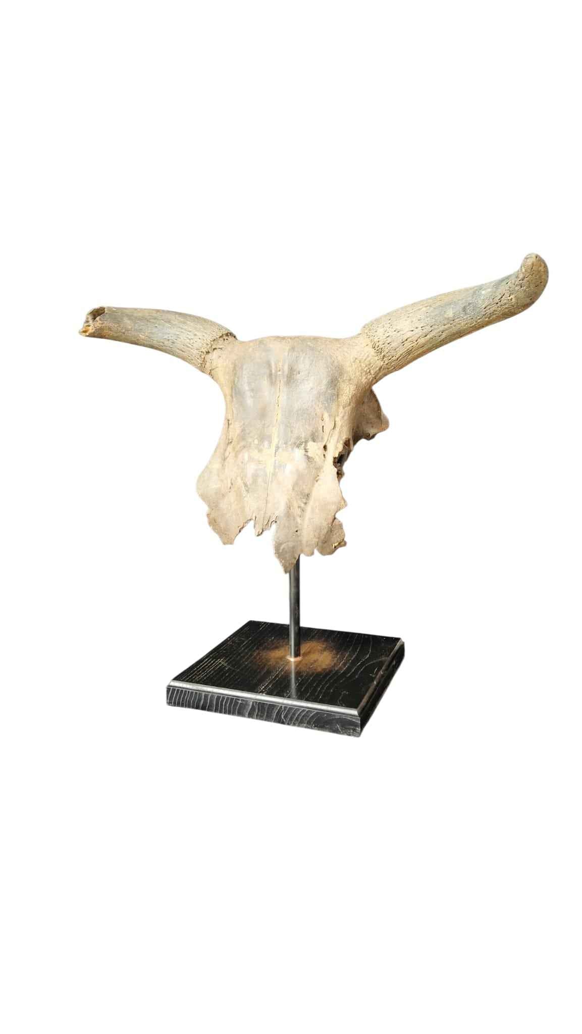 Bos primigenius  – Auroch Skull 61cm on Stand | Ice Age Poland
