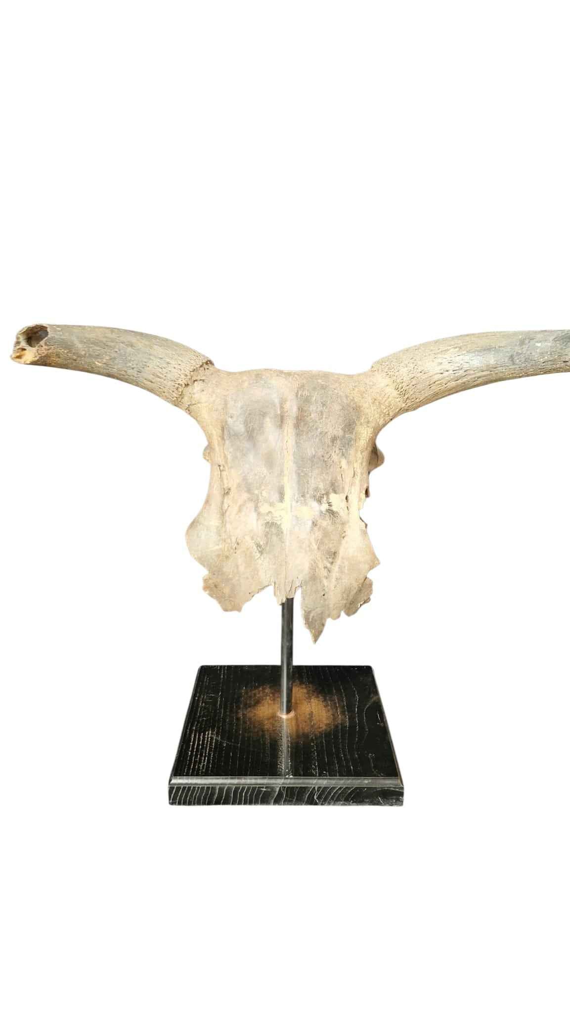 Bos primigenius  – Auroch Skull 61cm on Stand | Ice Age Poland