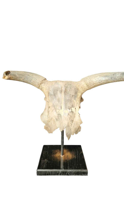 Bos primigenius  – Auroch Skull 61cm on Stand | Ice Age Poland
