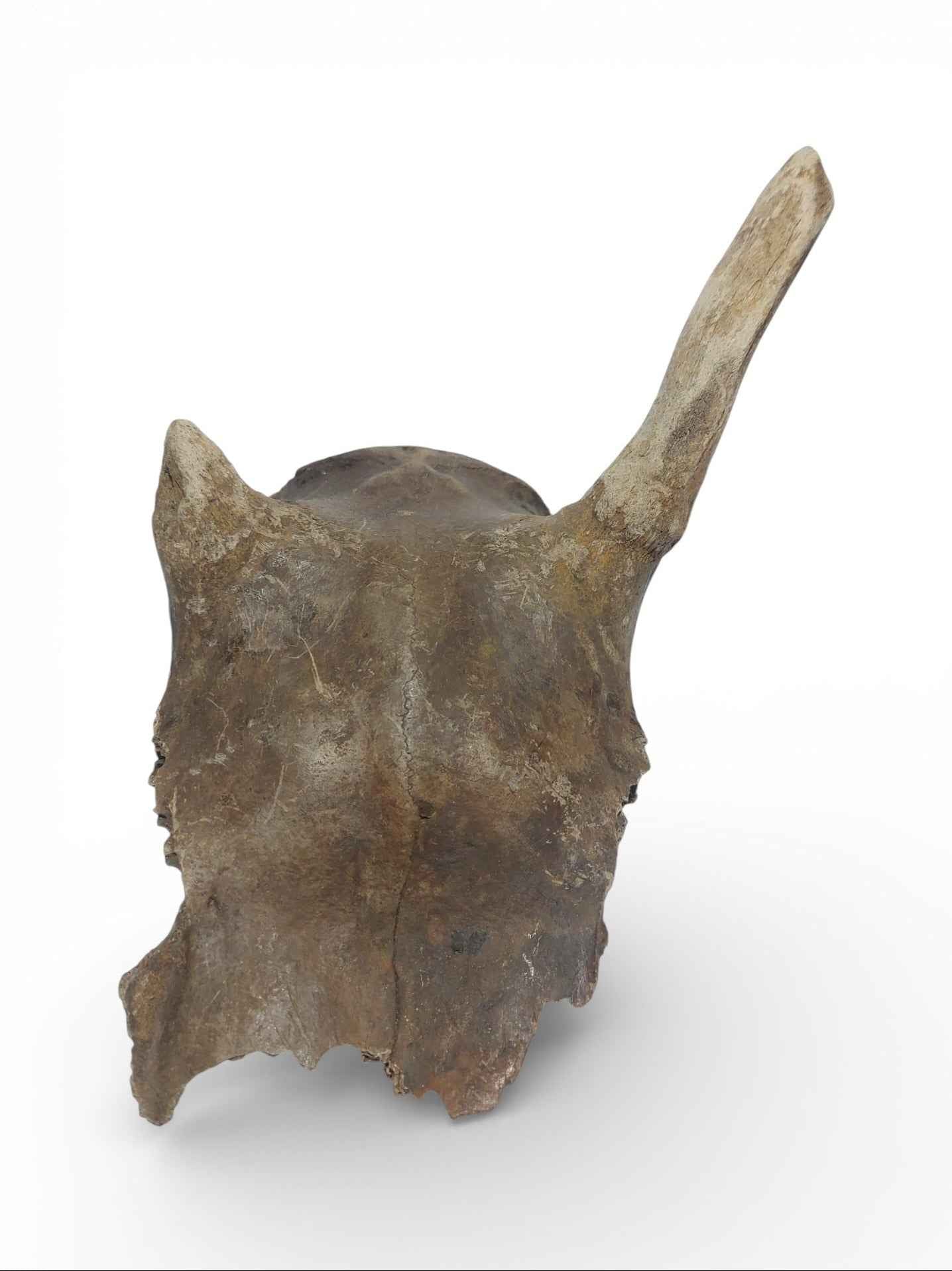Rangifer tarandus – Ice Age Reindeer Skull from the Pleistocene