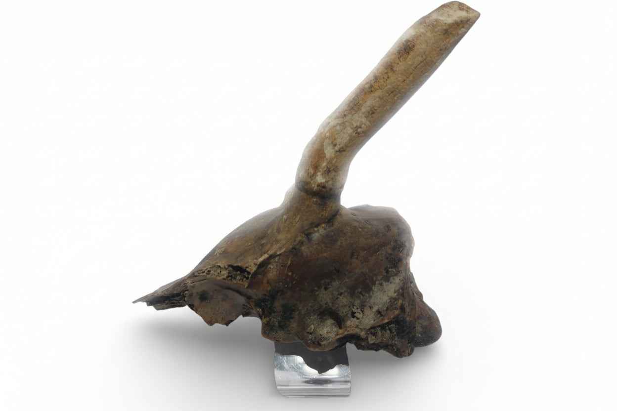 Rangifer tarandus – Ice Age Reindeer Skull from the Pleistocene