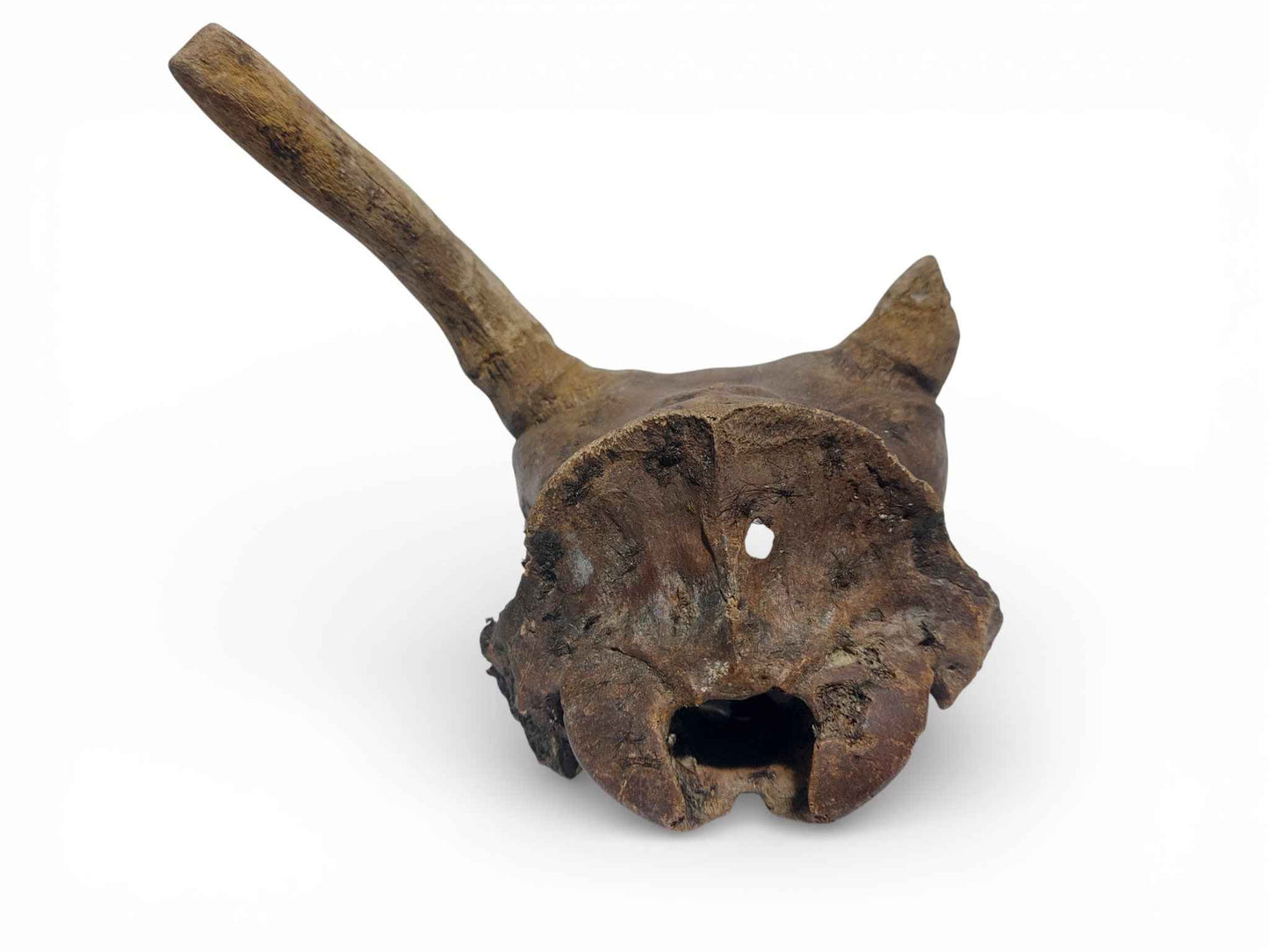 Rangifer tarandus – Ice Age Reindeer Skull from the Pleistocene