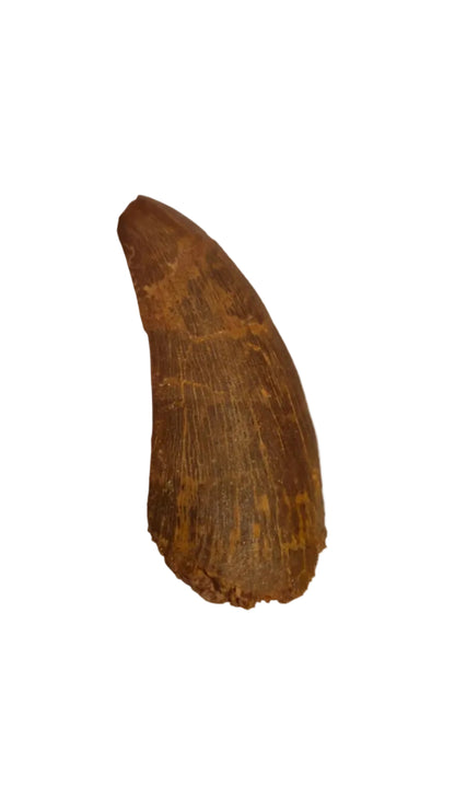 Carcharodontosaurus saharicus Tooth