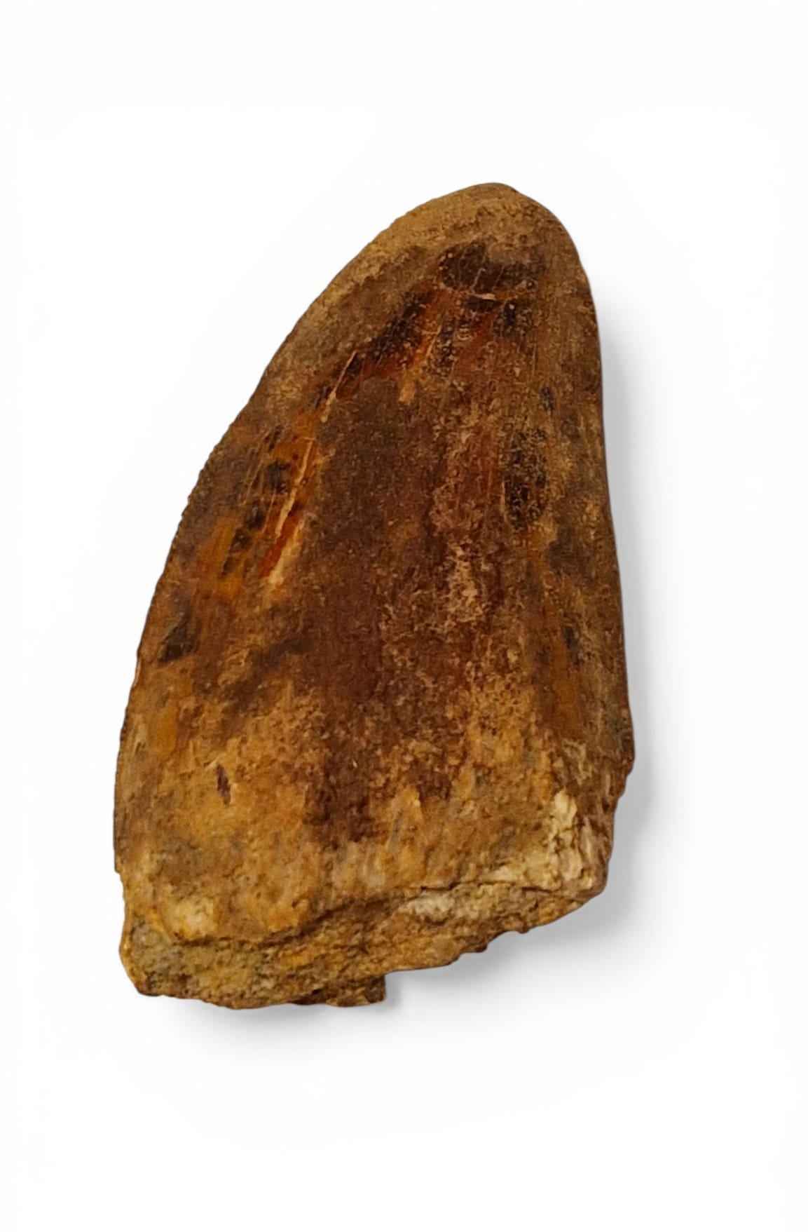 Carcharodontosaurus saharicus Tooth 6cm – African T. rex | Morocco