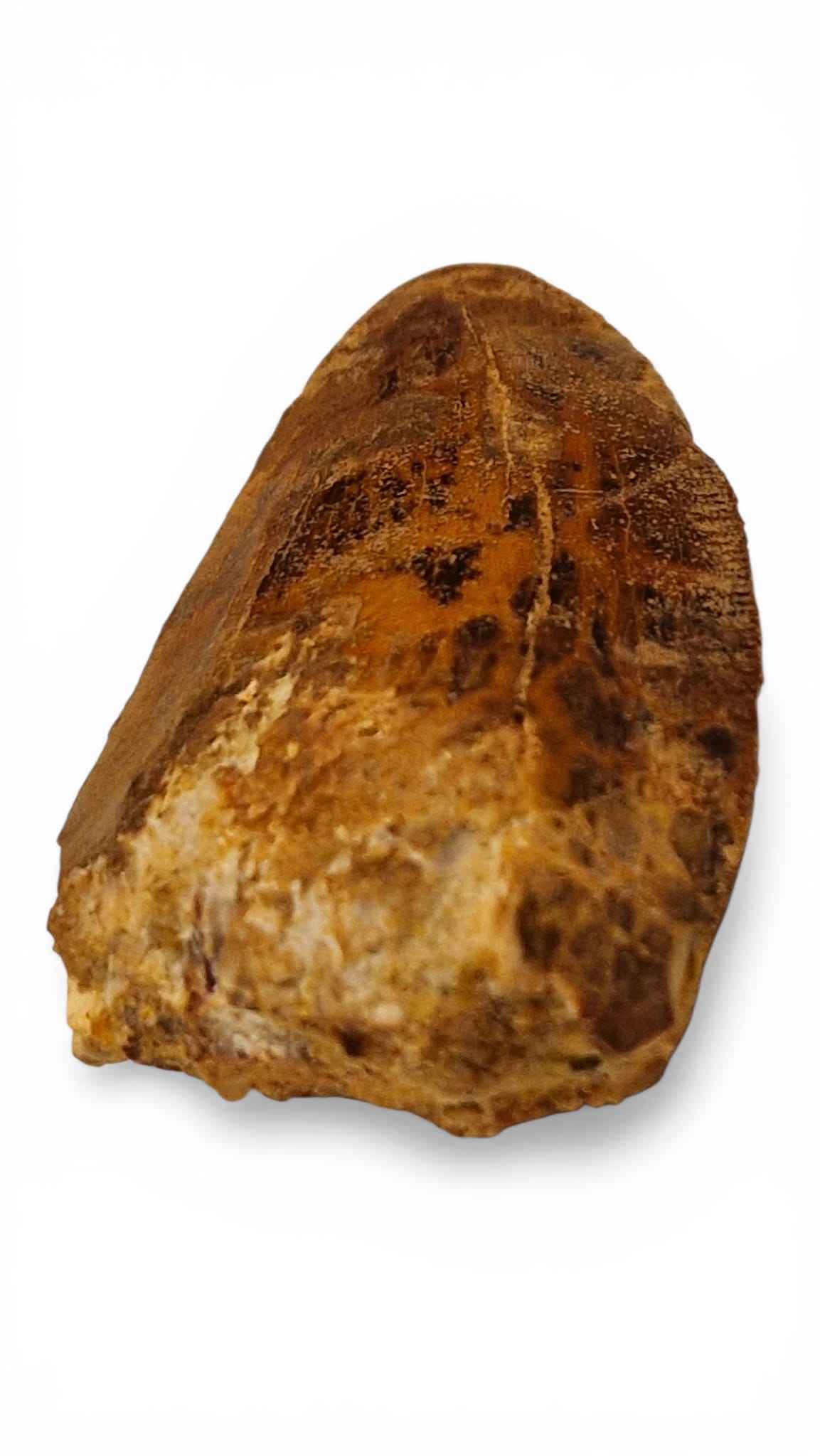 Carcharodontosaurus saharicus Tooth 6cm – African T. rex | Morocco