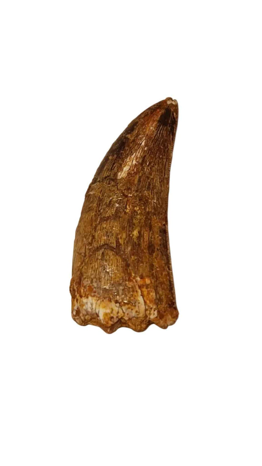 Carcharodontosaurus saharicus Tooth 5.6cm – African T. rex | Morocco
