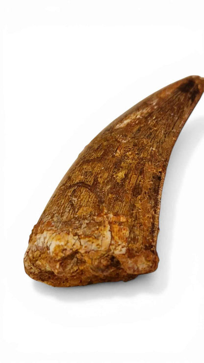 Carcharodontosaurus saharicus Tooth 5.6cm – African T. rex | Morocco