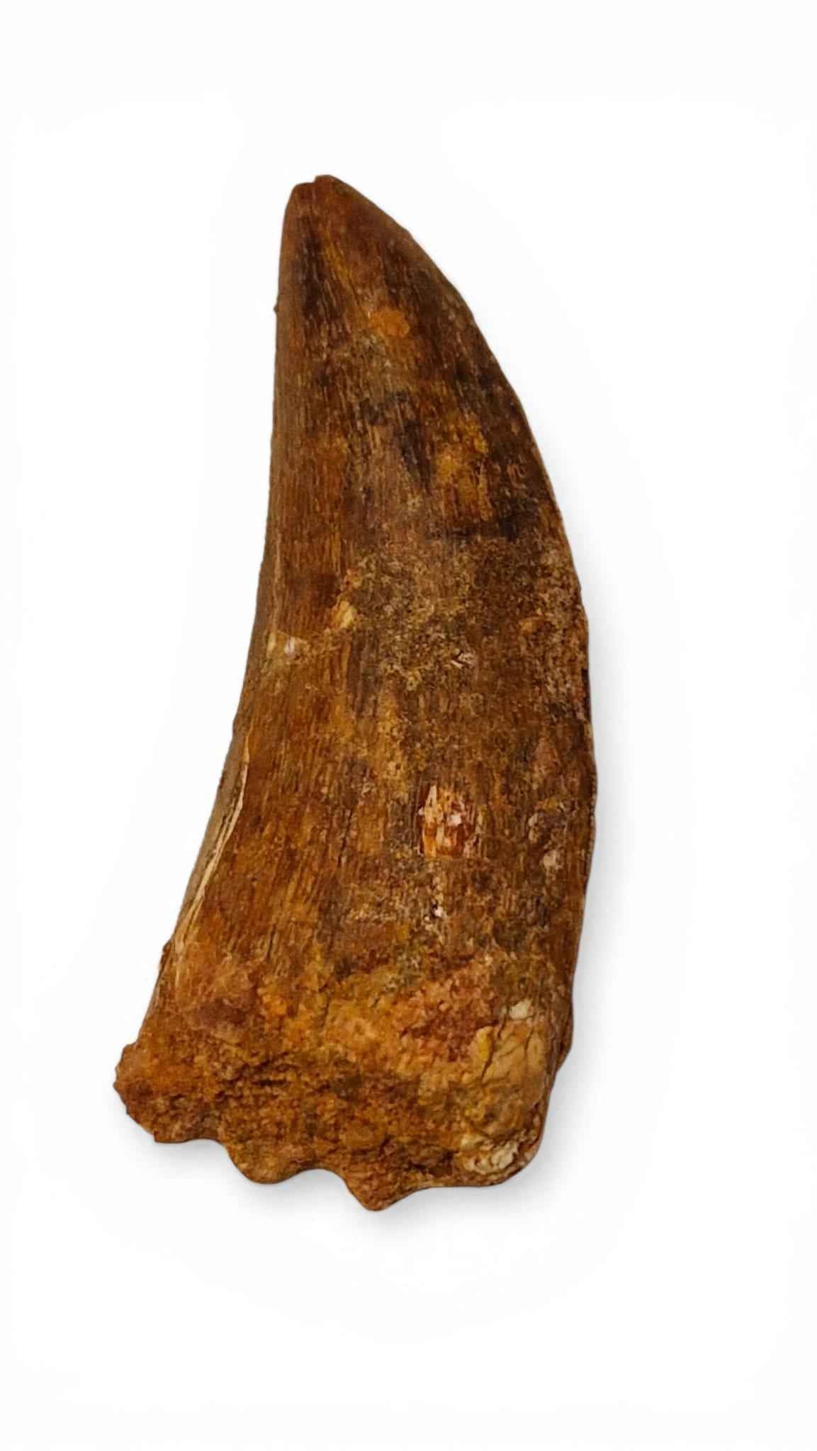 Carcharodontosaurus saharicus Tooth 5.6cm – African T. rex | Morocco