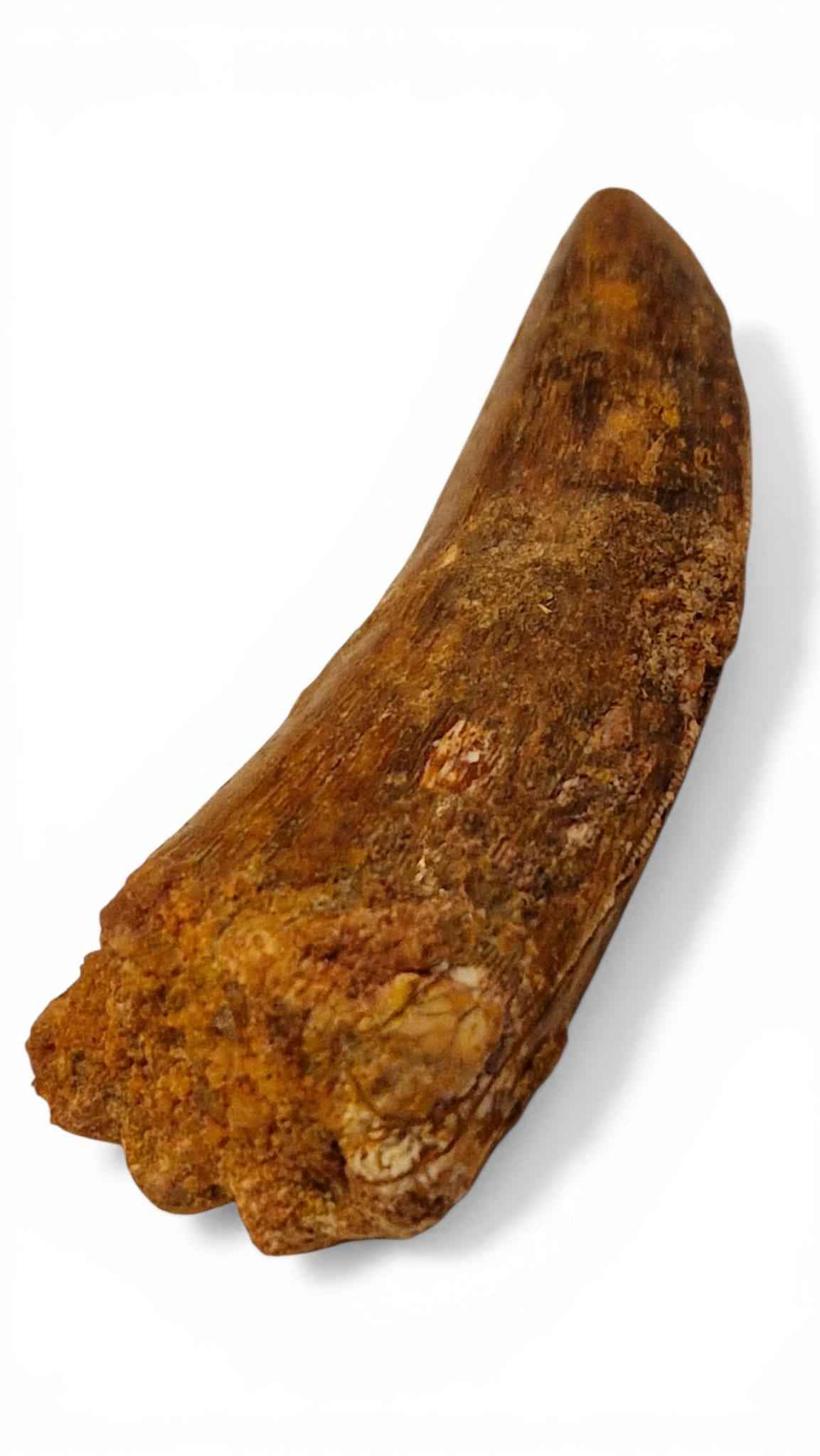 Carcharodontosaurus saharicus Tooth 5.6cm – African T. rex | Morocco